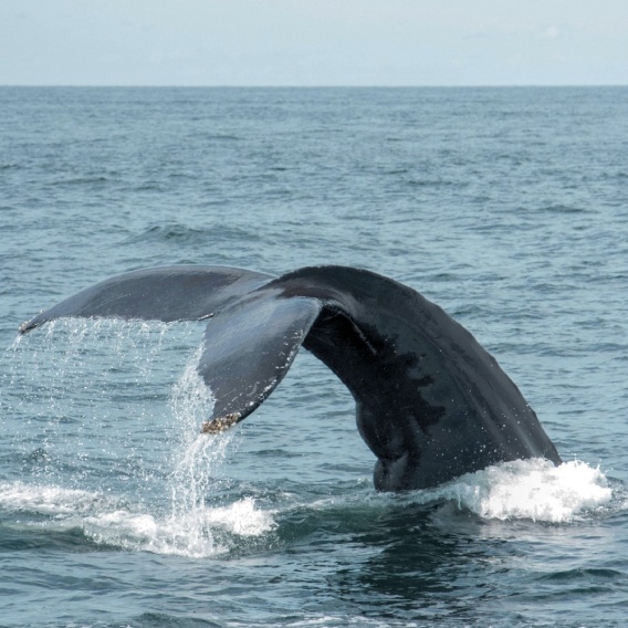 Whale tail